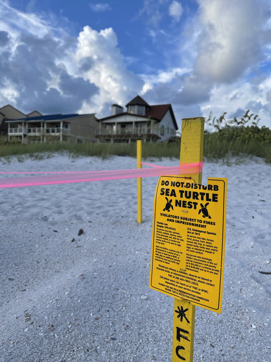Sea turtle nesting season has officially begun! Please do not disturb nesting sites and keep our beaches smooth and obstacle-free when leaving. That means filling in your holes and knocking down your sand castles so hatchlings can make it to gulf safely after hatching! 🐢