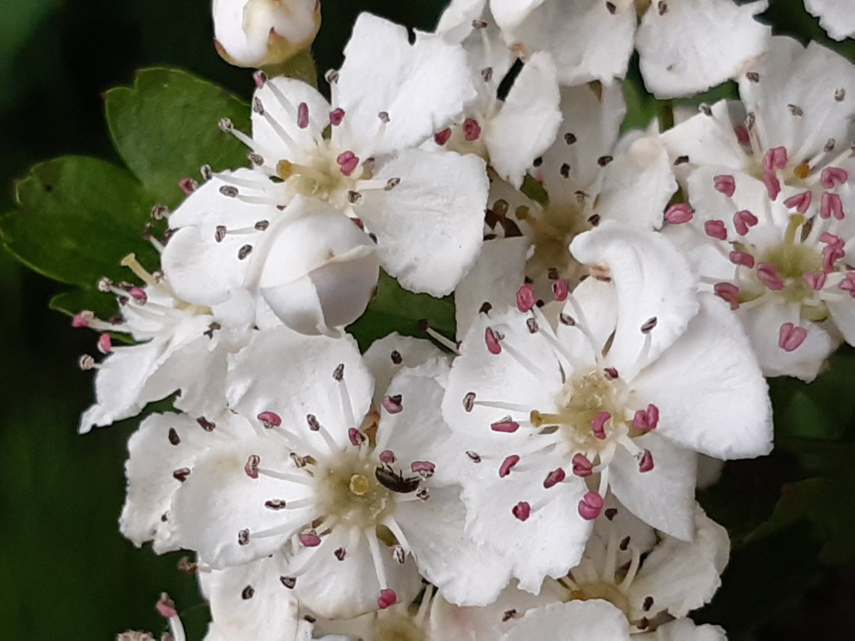 Hawthorn Blossom out in the Moss Valley, Derbyshire
#BlossomWatch
#TwitterNatureCommunity