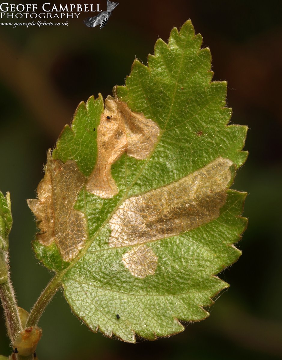 Coleophora serratella (I think??) - Common Case-bearer on Birch - North Antrim, May 2024 . Larvae make a portable case to live in, whilst they feed on the leaf. #MothsMatter #moths @BCNI_ @UlsterWildlife @savebutterflies