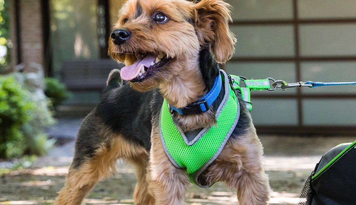 Prepare your pets for disasters! 
Learn how to make a plan and build an emergency kit at: ready.gov/pets #vetrimark #animalhealth #veterinary #vetmed #vetclinic