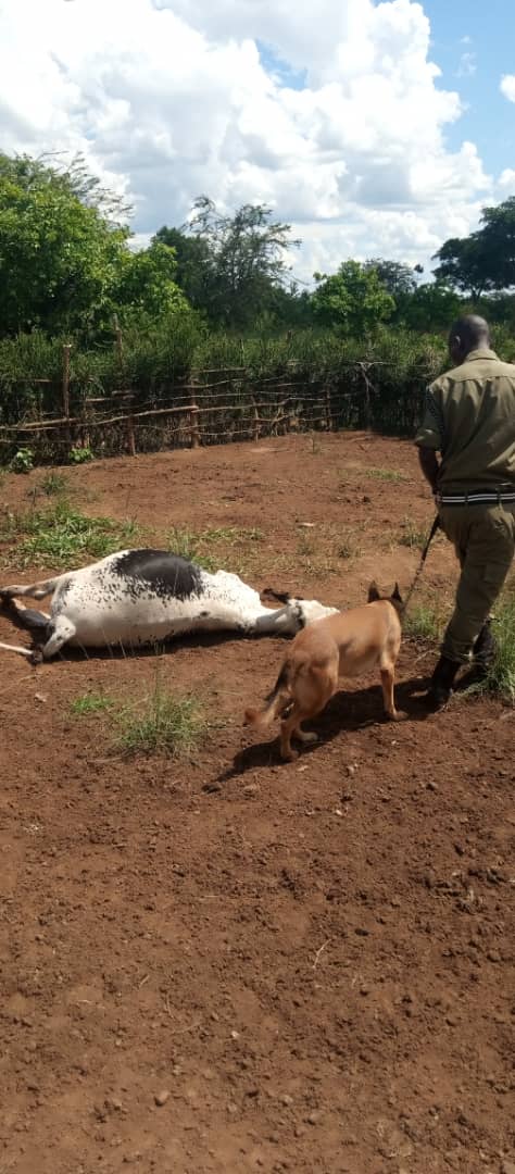 Police K9 performs 5128 trackings during January to March 2024, as more 13 districts get earmarked for K9 services. Since the establishment of Nagalama breeding centre, the cost of acquiring a sniffer do, has been reduced by more than 80%. upf.go.ug/police-k9-perf…