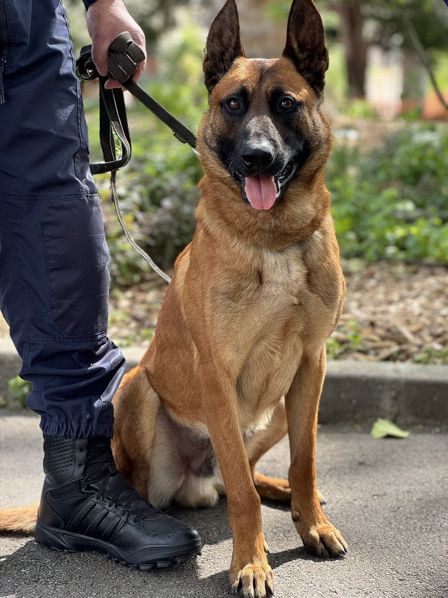 Bienvenue au chef de la Police municipale Chauvin et à son fidèle compagnon, le berger malinois, Storm ! 🐕 

Storm est le premier chien de notre brigade cynophile au service de la sécurité des mantais. 

#VotreSecuritéNotrePriorité
#manteslajolie