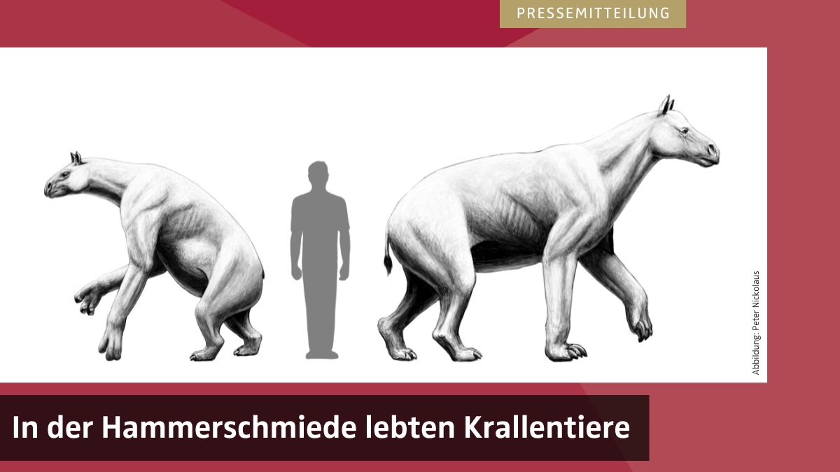 Pferdeähnlicher Kopf und lange Arme mit Krallen: Diese Tiere bewohnten vor 11,5 Millionen Jahren das Allgäu, wie Funde zeigen: uni-tuebingen.de/universitaet/a… #Hammerschmiede #Senckenberg @Senckenberg
