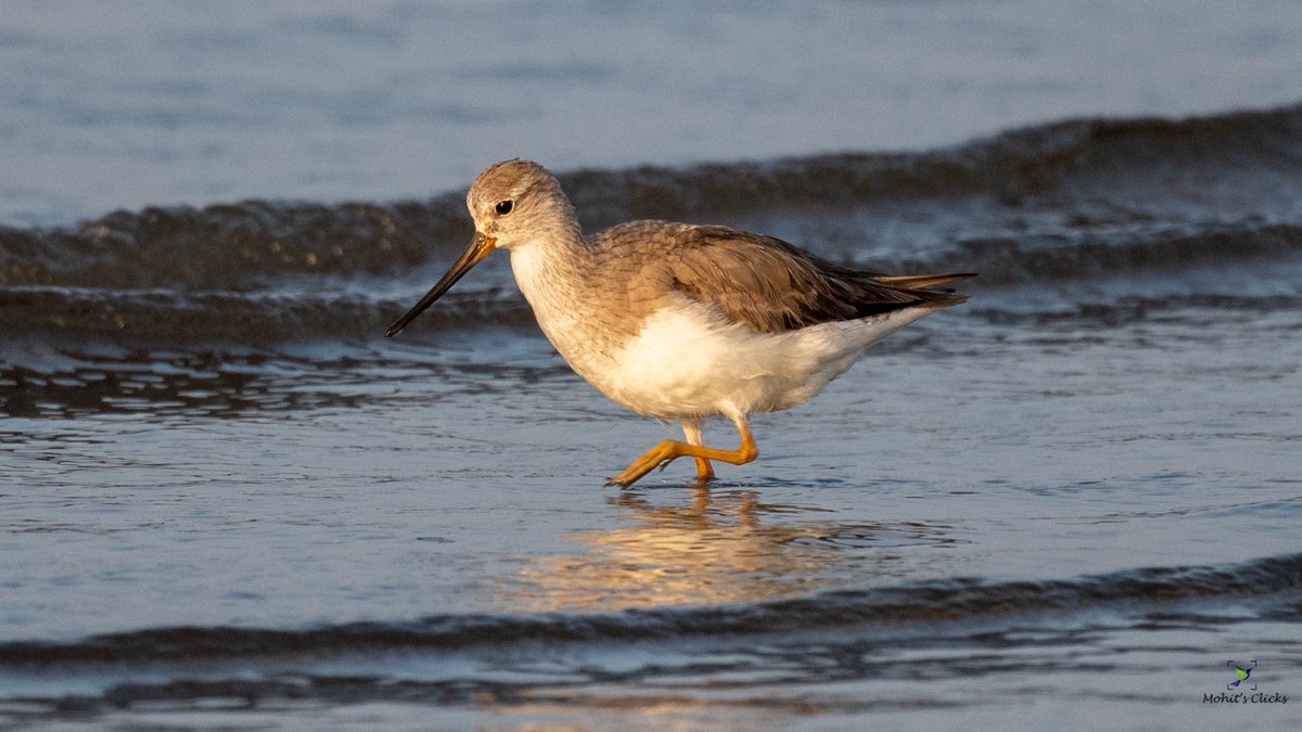 What you brought back from an ocean ? I brought these Terek sandpipers in golden light.