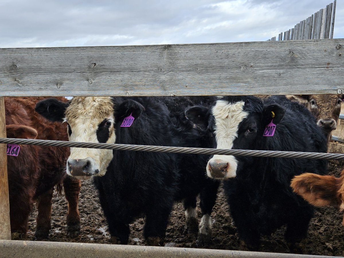 HPAI tests for lactating cows entering Canada make sense, says @CanCattle ow.ly/ElK950RwhKh #cdnag #ontag #westcdnag #HPAI