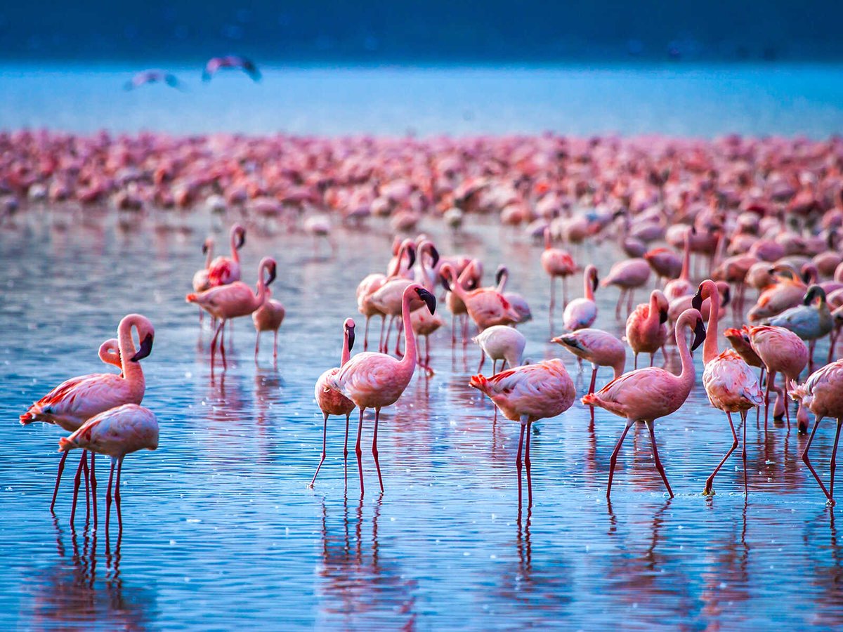 Lake Nakuru or the Place of Dust in the Maasai language is one of the most beautiful national parks in Kenya. Large flocks of flamingos can be seen in its shallows.