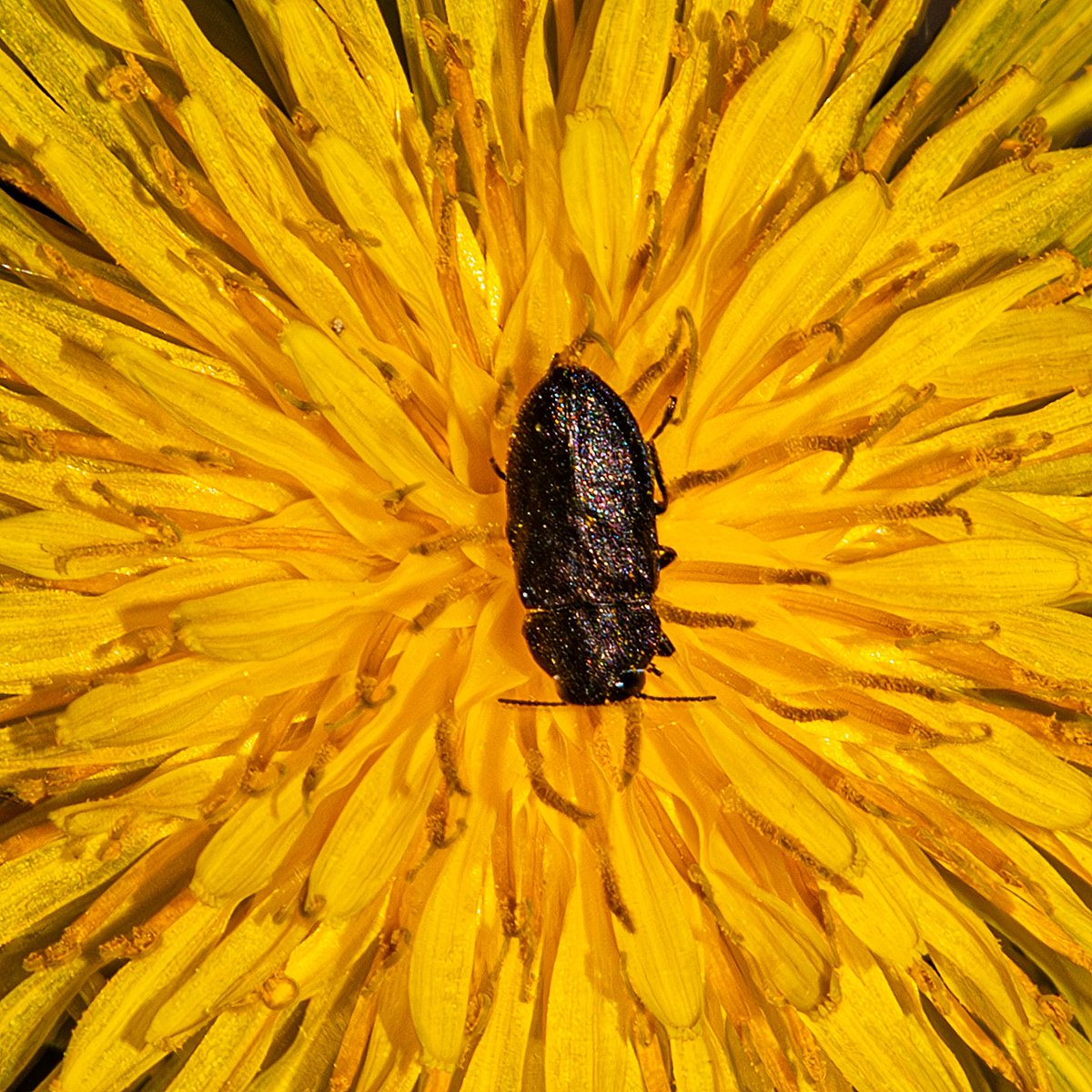 #XNatureCommunity #XNaturePhotography #TwitterNaturePhotography #NaturePhotography #NatureBeauty #insects #macrophotography #macro 
This tiny bug enjoying a bath in the dandelion is for you and for #MacroMonday