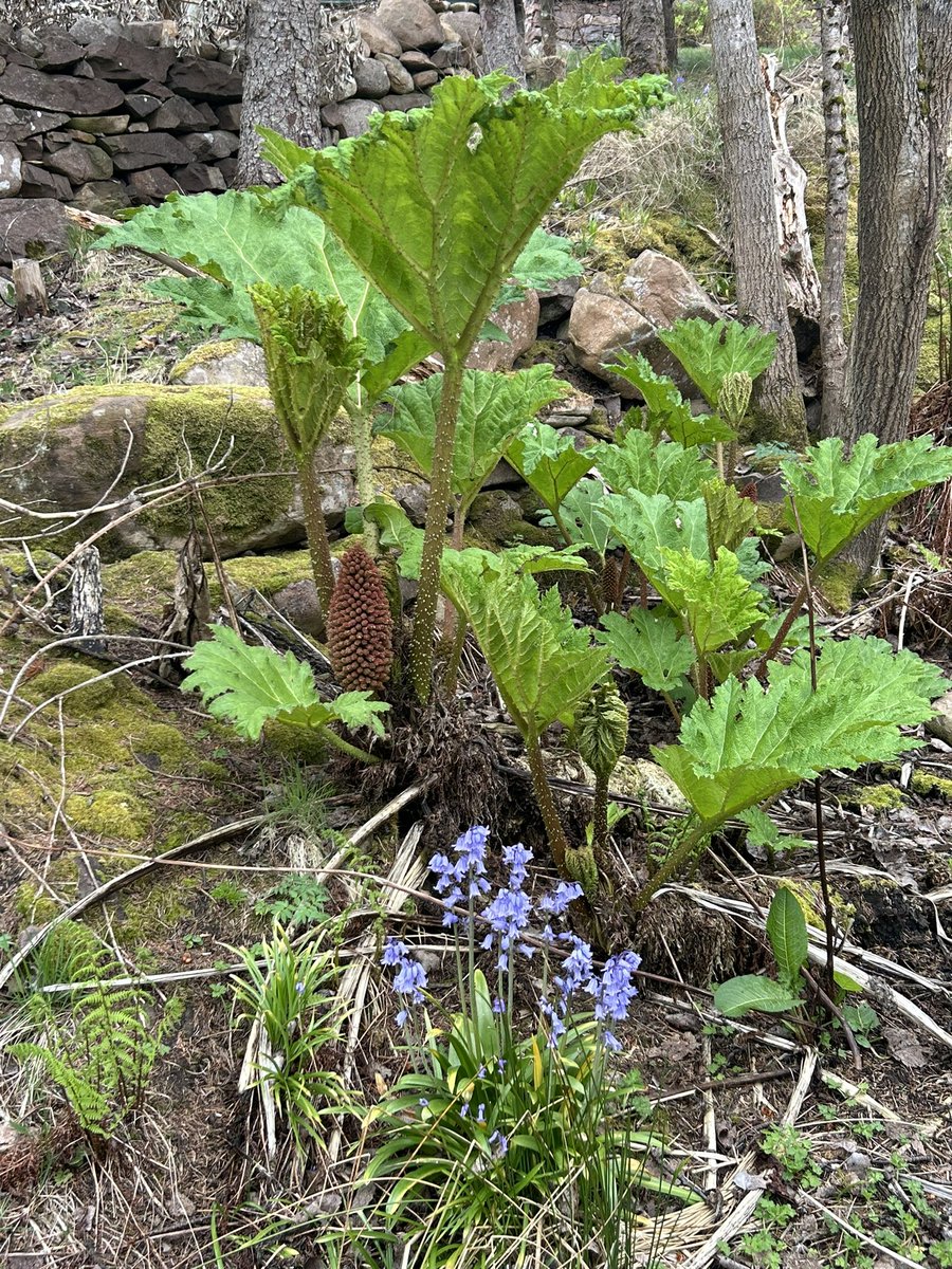 The garden in the north has gone weirdly phallic this spring…