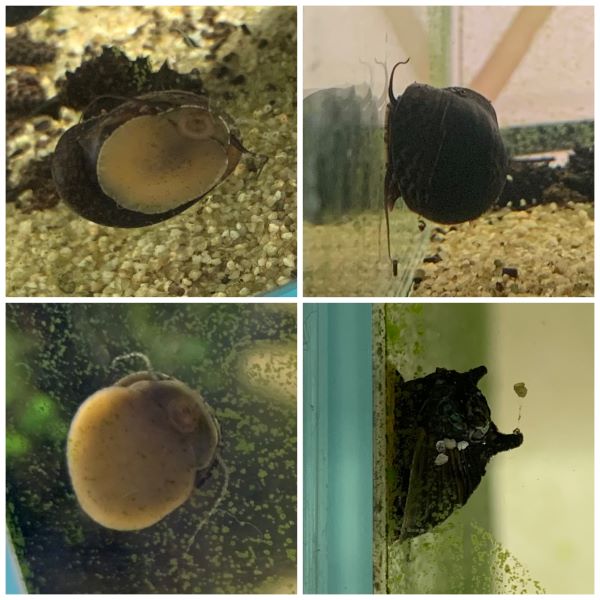 My nerites (aquarium snails) have grown gloriously long antennae since the last of my guppies died. I think this means I shouldn't get guppies again, as they were eating the ends of their antennae.