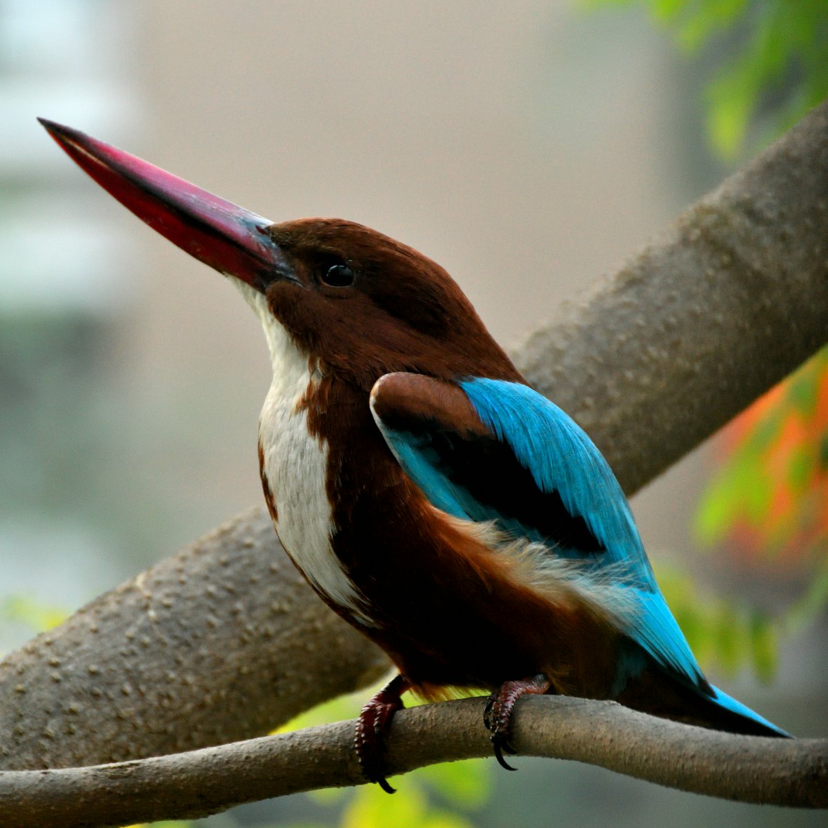 Look at this beautiful white-throated kingfisher perched on a branch! Its sharp beak is perfectly adapted for catching fish   #birdwatching #naturephotography #MondayMorning