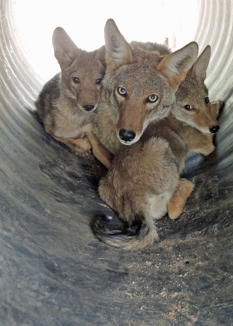 HourlyYote's tweet photo. [🔗](https://t.co/KaRWHwCThO) https://t.co/h9KnEg1I5a