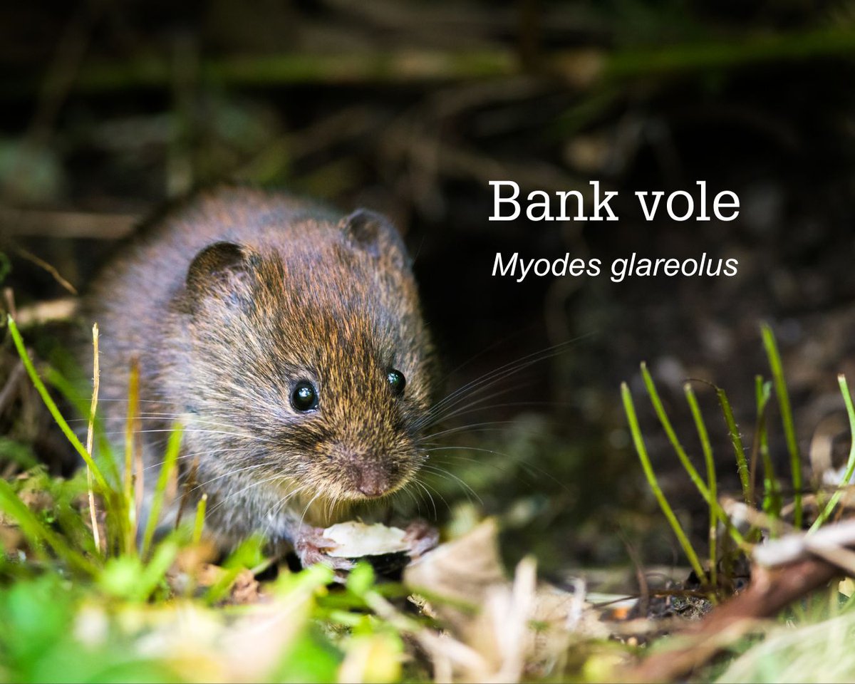 Happy bank vole-iday 🐭