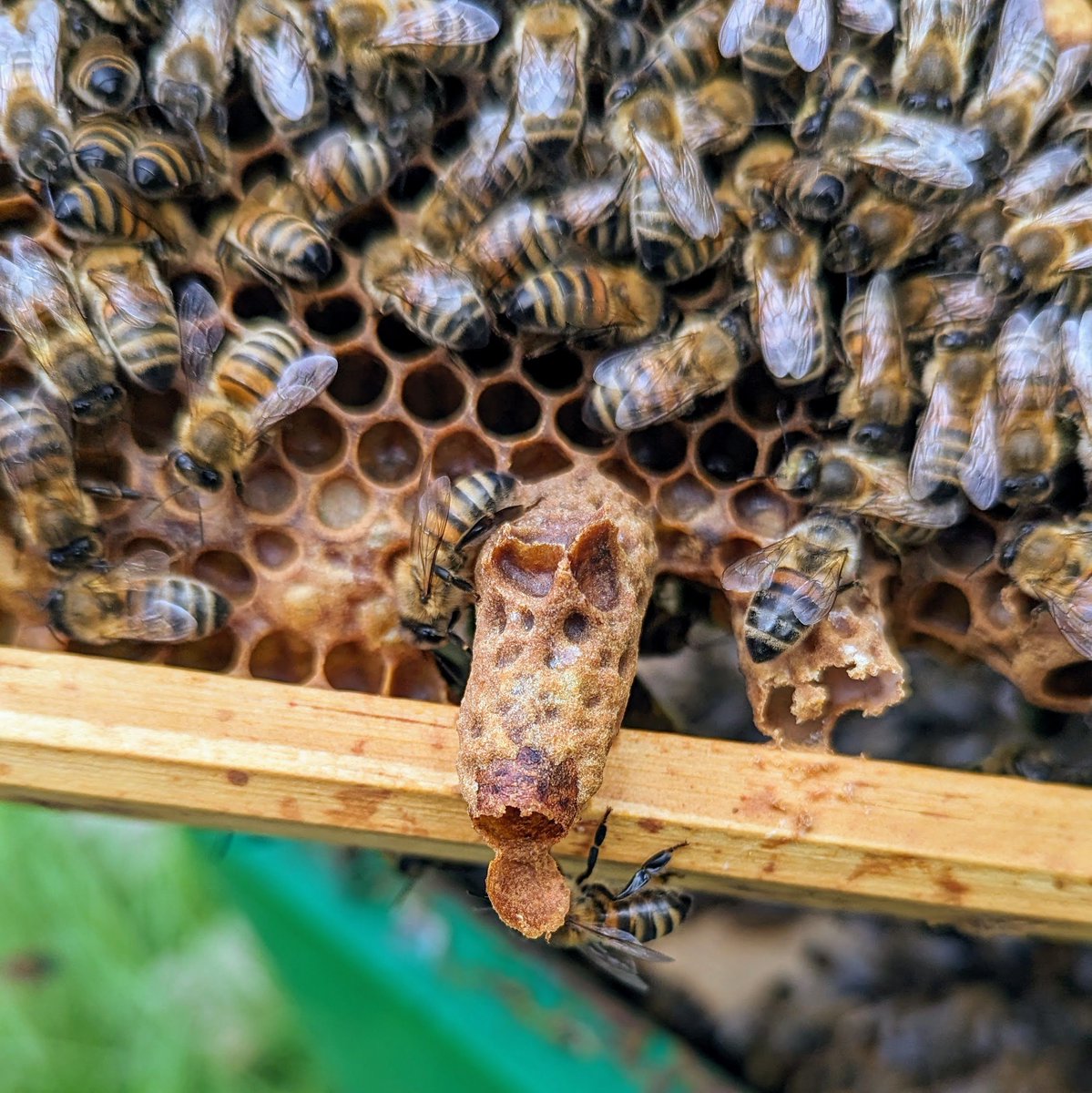 An emerged queen cell.
#NorfolkHoneyCo
#StewartSpinks
#BeekeepingForAll
#Beekeeping
#Honeybees
#BeeFarmer