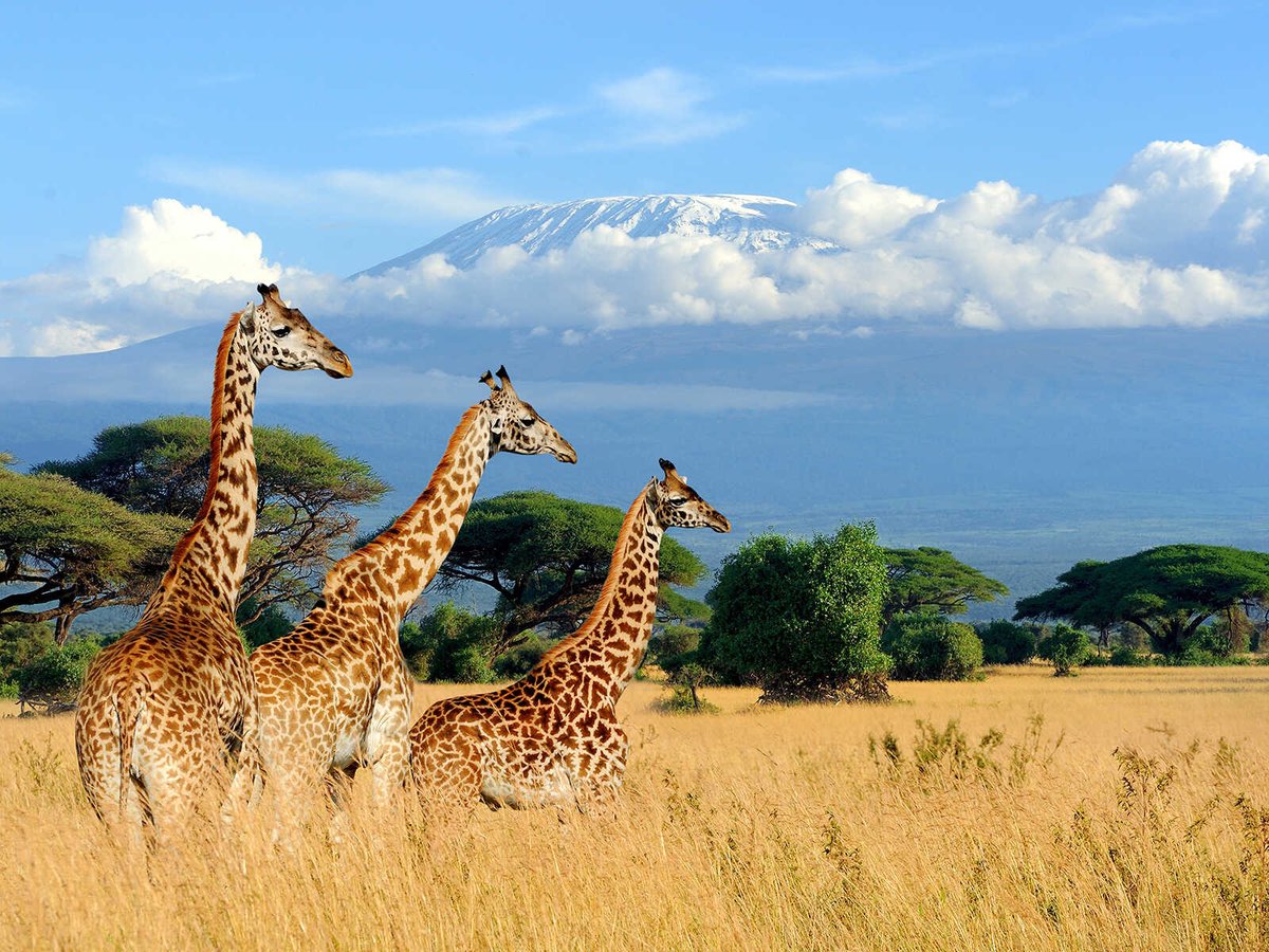 The most beautiful safari destination in Africa is Kenya. All that the average person associates with Africa are probably scenes from Kenya. Its savannah, the shores of the Indian Ocean, national parks,