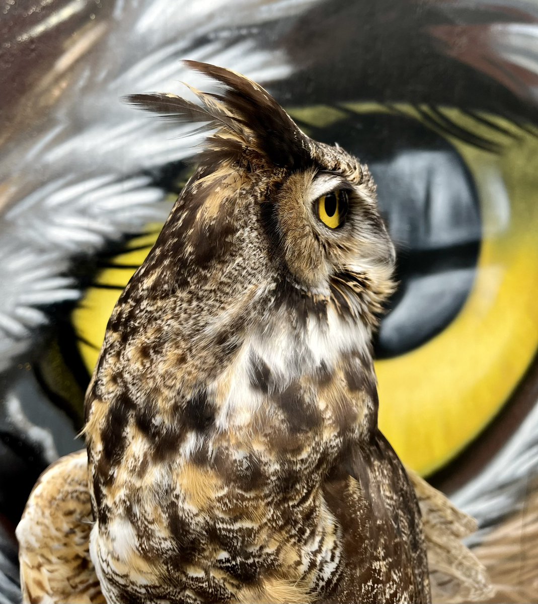 Gerhard #greathornedowl #owl #birds #birdsofprey #wildwings #wildwingsinc #mendonponds #mendonpondspark