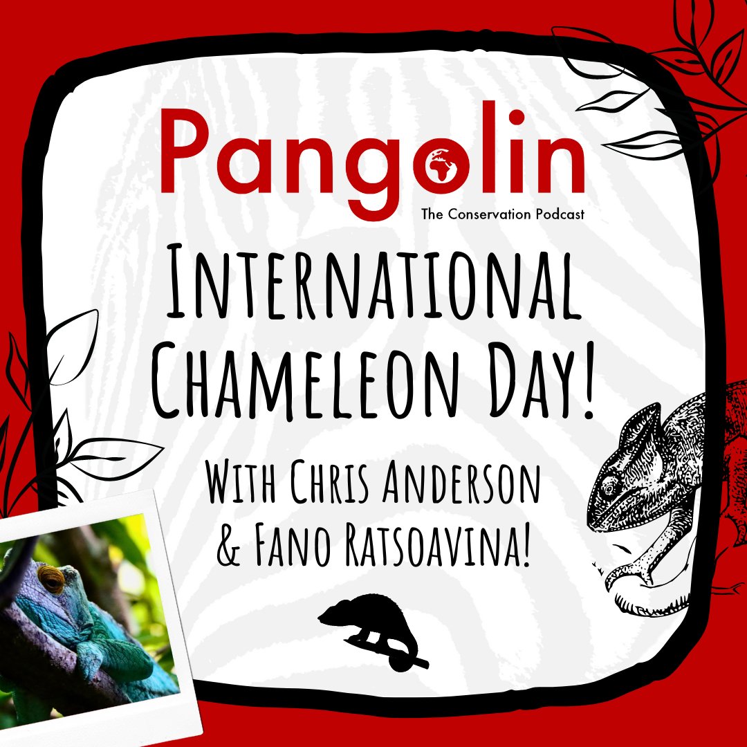 This week we are celebrating #InternationalChameleonDay with Chris &amp; Fano from the IUCN Chameleon Specialist Group! Listen now on...

Spotify: open.spotify.com/episode/2fCatc…
Apple Podcasts: podcasts.apple.com/gb/podcast/pan…
Everywhere else: linktr.ee/pangolinpodcast

💚🦎