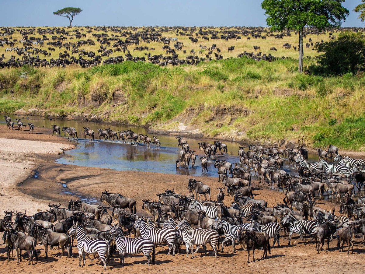 The Maasai Mara National Reserve is a 1,500-square kilometer game reserve in the south of the country. It builds on the famous Serengeti National Park in Tanzania, and together they form an ecosystem of 25,000 square kilometers.