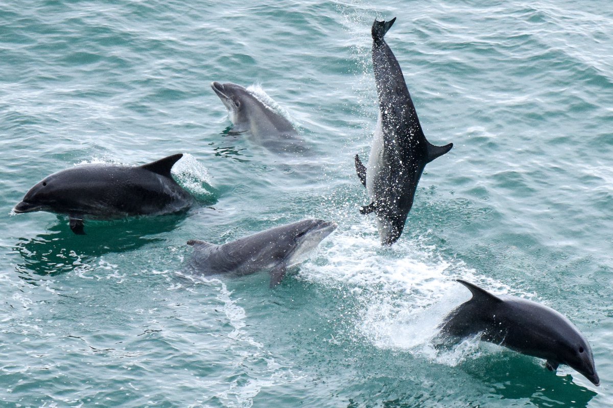 Bottlenose Dolphin bonanza!
#TwitterNatureCommunity