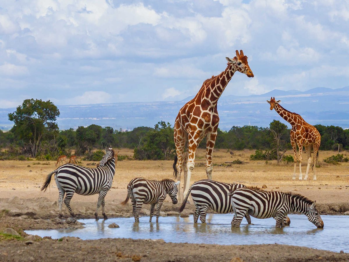 The Ol Pejeta Conservancy is a private non-profit protected area established to protect the wildlife of Africa. Once a private livestock farm, this 360-square-kilometer park is now a protected area where you can see the Great African Five (lions,
