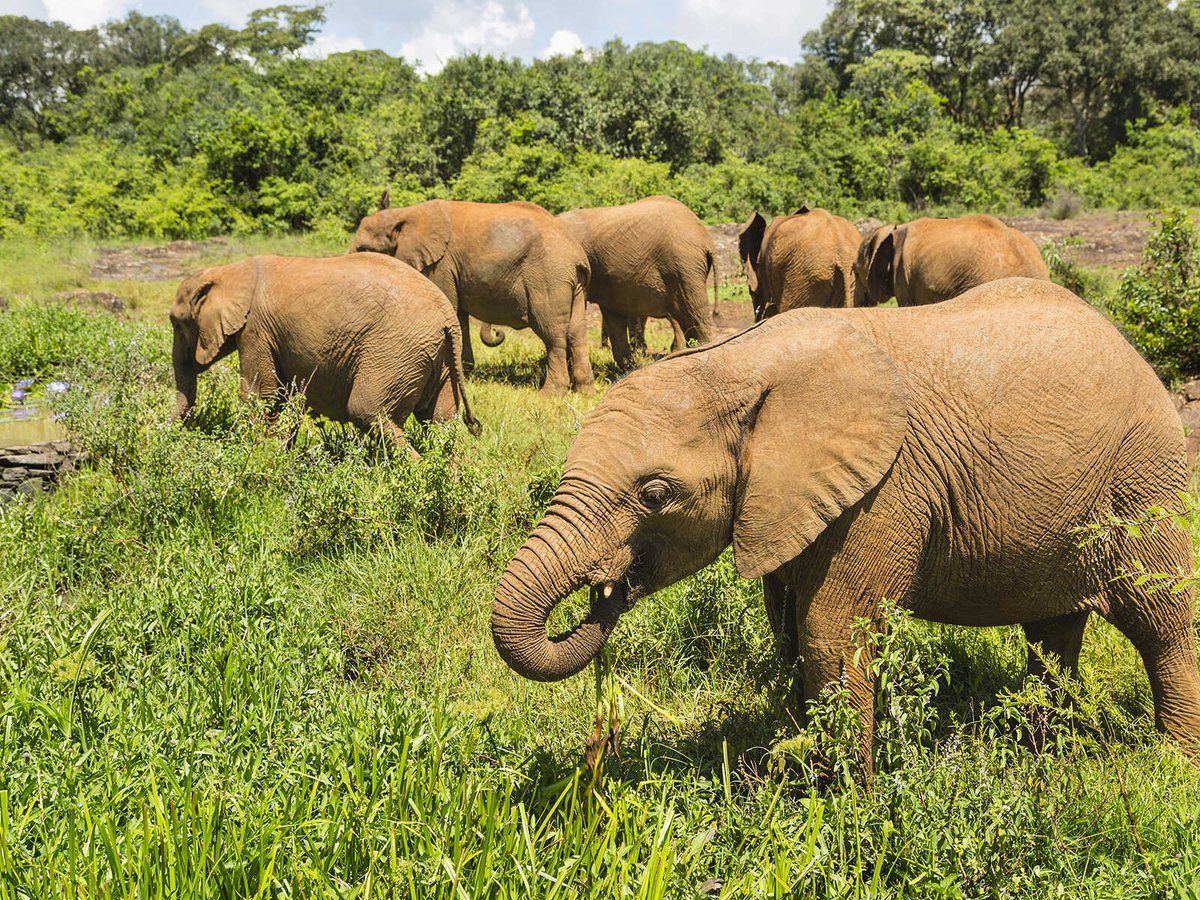David Sheldrick Wildlife Trust is an organization operating within the Nairobi National Park. The mission of the organization is conservation, preservation, and protection of wildlife, and they are famous for raising orphans elephants and rhinos.