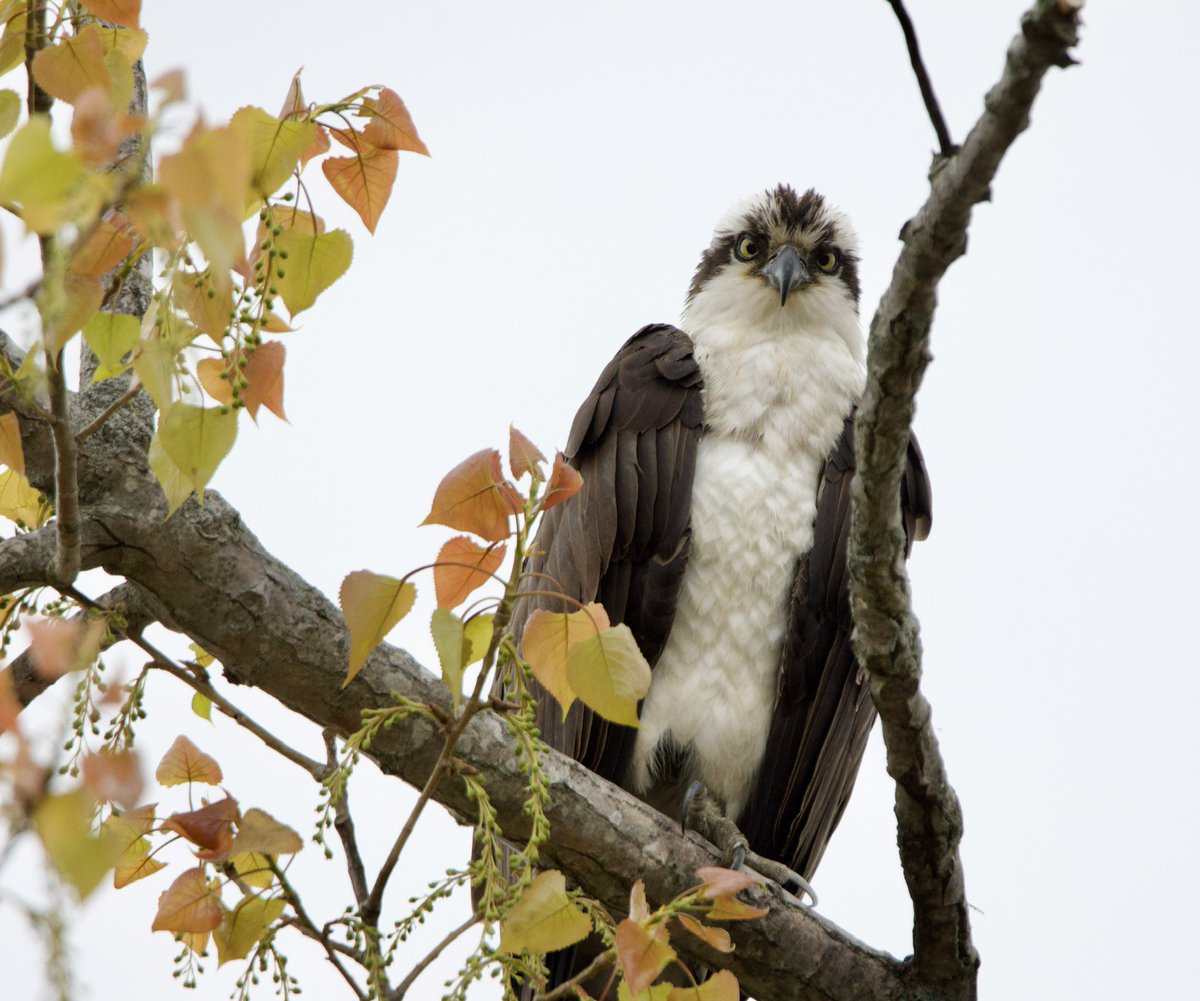 Another Monday??? #TwitterNatureCommunity #CTNatureFans #birdphotography #osprey