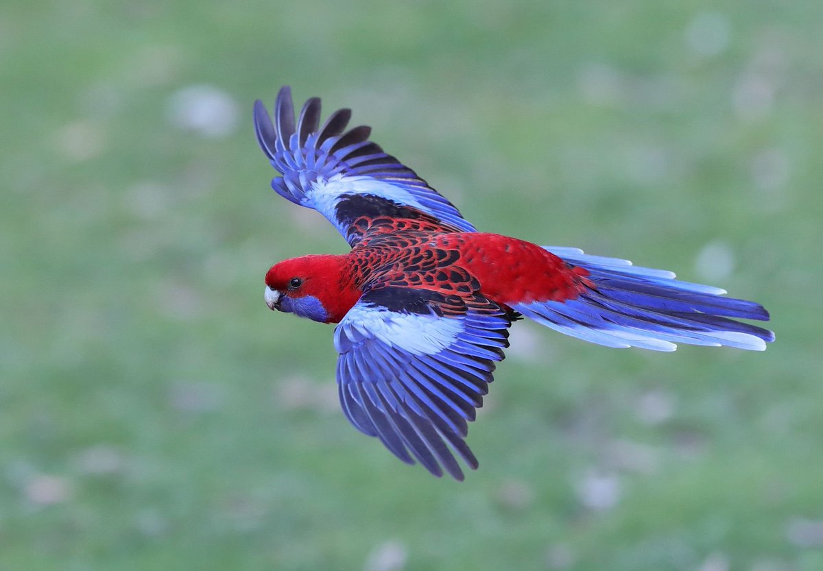 Here is a Crimson Rosella - This Crimson Rosella was brought to you by me (@BirdbiaYT)