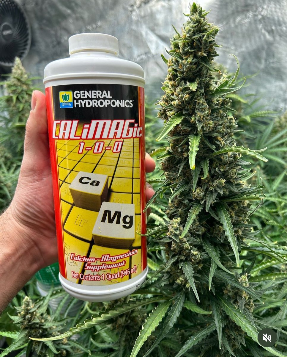 🍬Gorilla Zkittlez Auto🦍 Powerfully productive with a whopping 29.845% total cannabinoids & up to 27.666% THC The perfect all-day strain. Winner at Dabadoo Brasil 2022 & The Autoflower Cup 2022. Get 15% OFF with the code TWITTER By 👨‍🌾ghostys_grows77