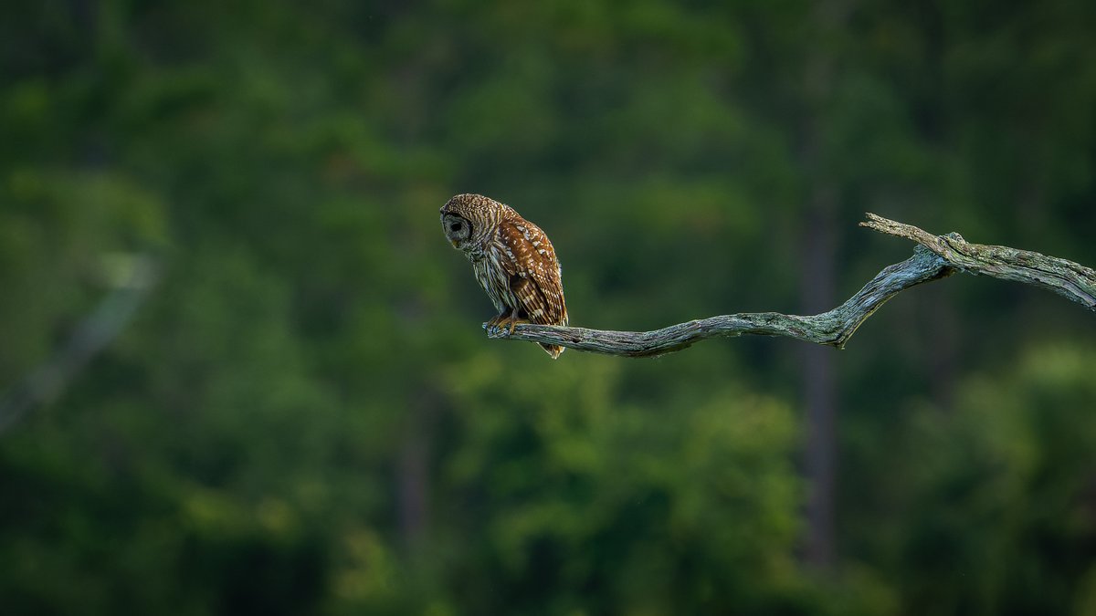 A perch with a view...
Barred Owl
#photography #NaturePhotography #wildlifephotography #thelittlethings
