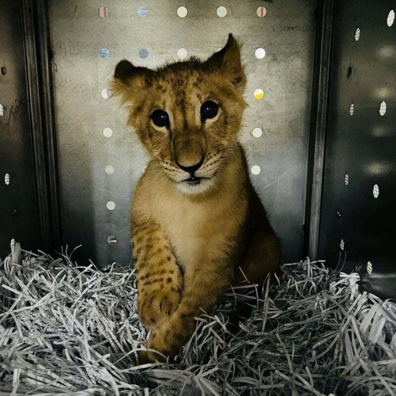 🇱🇧 Un lionceau exploité pour des selfies au Liban a retrouvé la liberté dans une réserve en Afrique du Sud ! Secouru par l'ONG Animals Lebanon, il échappe au trafic d'animaux sauvages et est désormais en sécurité ! 🦁(GEO) 📸 Animals Lebanon
