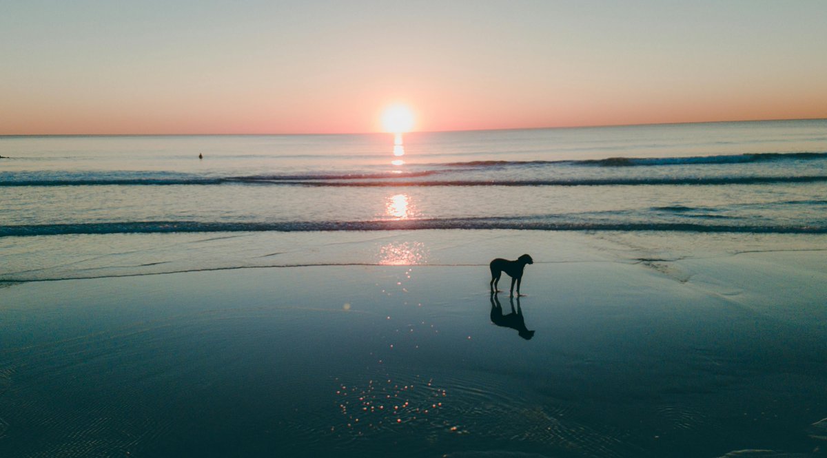 Tijdens de strandperiode (1 mei - 16 september) zijn Boulevards Evertsen, Bankert, De Ruyter en het Nollestrand verboden voor honden, behalve geleide/hulphonden. Op Zwanenburg en Westduin zijn aangelijnde honden welkom tussen 10.00-19.00 uur. Meer info: bit.ly/3QxvD4i