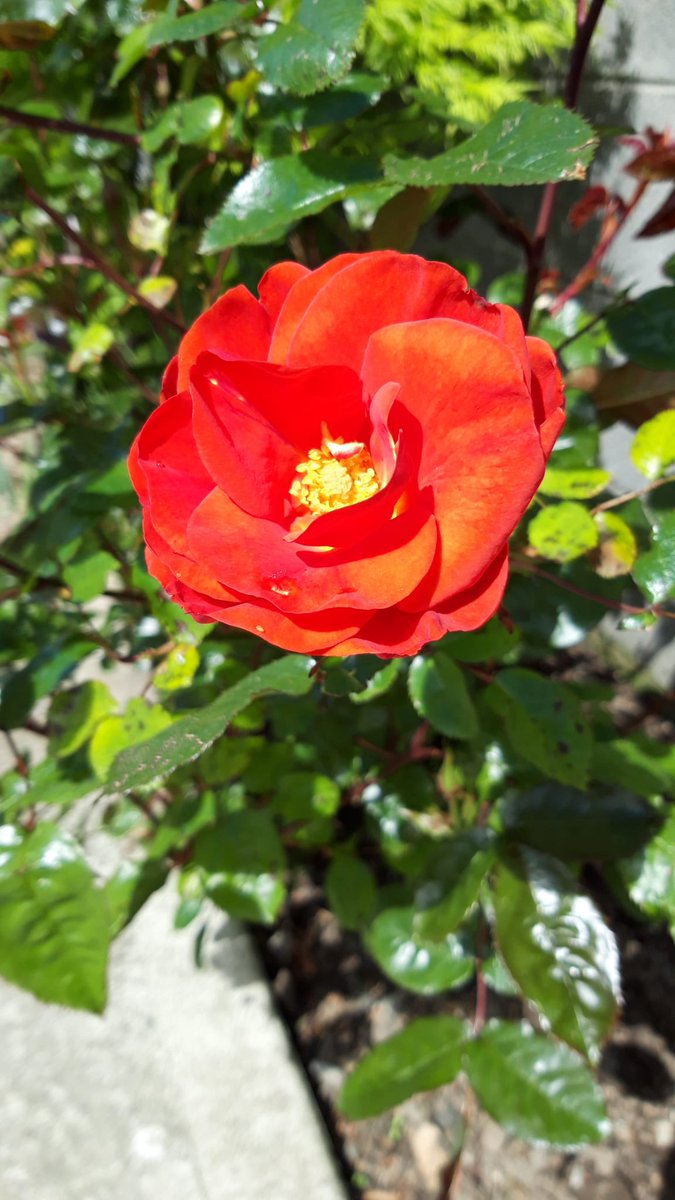 @Matt_The_Man_2 Mind yourself, Matt. The first rose of Summer, in our garden.