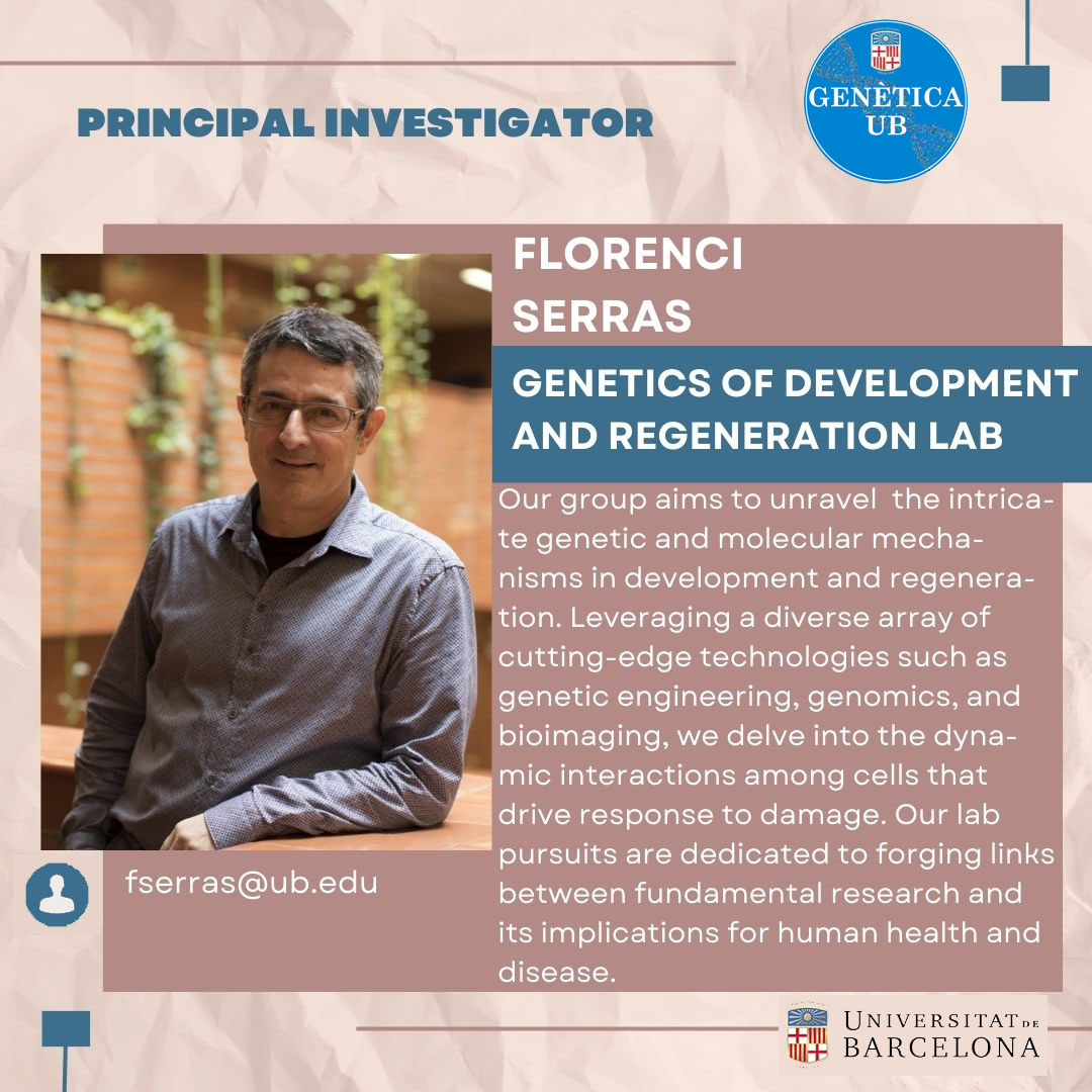 #MeetTheTeam |👥Presenting Florenci Serras' group today: the 'Genetics of Development and Regeneration Lab'. 🧬Explore the newest Meet the Team feature in our @GeneticsUB section! 👇👇👇👇👇