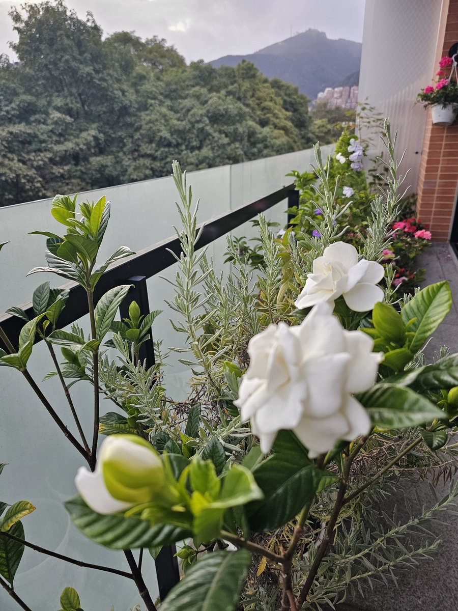 Monday whites! Starting the week looking at the beauty of white fragrant gardenia flowers in full bloom! #MondayMotivation #Gardenia #NatureBeauty