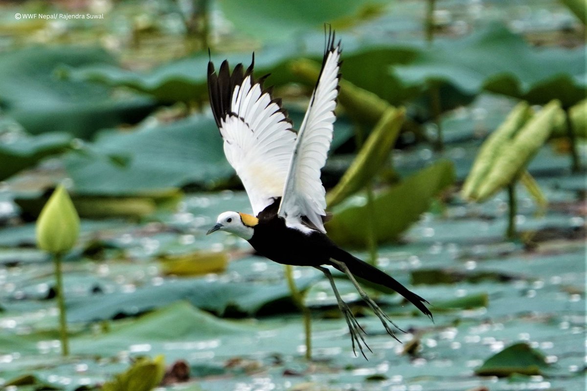 Ready to soar through the new week along with this Pheasant-tailed Jacana. Did you know that the #pheasantailedjacana is the only species in its family that migrates long distances? Unlike other jacanas, they are strong fliers with rapid wingbeats. #WMBD2024 #togetherpossible