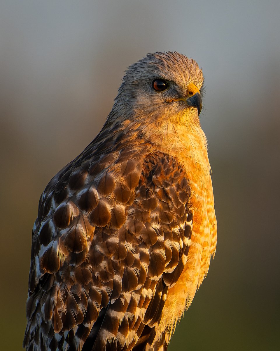 Morning light on the Red-shouldered Hawk...
#photography #NaturePhotography #wildlifephotography #thelittlethings