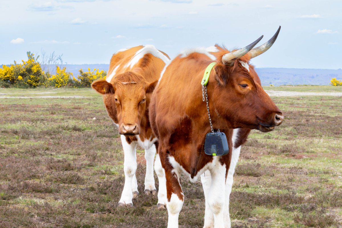 Heathland conservation cattle on Caesar's Camp Hill Fort, Farnham, Surrey, UK, 18 April 2024. #nature #ThePhotoHour #cows #wildlife #conservation 
photographyobsession.co.uk/pog/picture.ph… 
gordonengland.picfair.com/images/0197415…