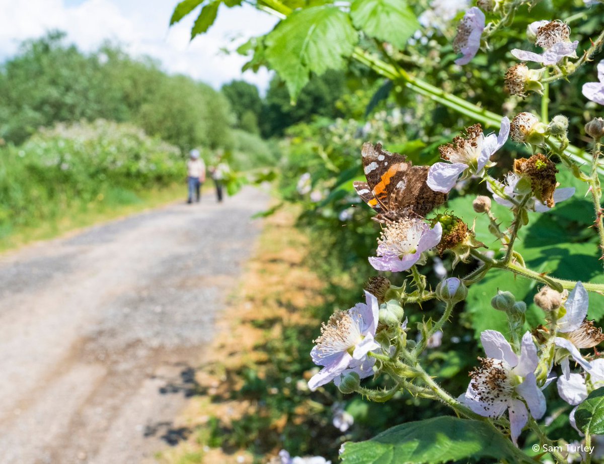 Cheeping, chirping, buzzing & rustling: Hedgerows are bustling natural corridors that provide a network of food, shelter and safe passage - supporting an incredible diversity of life.

This #NationalHedgerowWeek, show some love for these unsung habitat heroes! 💚