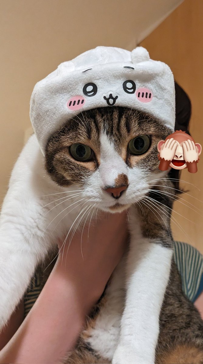 これは飼い主のエゴに付き合わされる猫たち  #猫好きさんと繋がりたい #ちいかわ