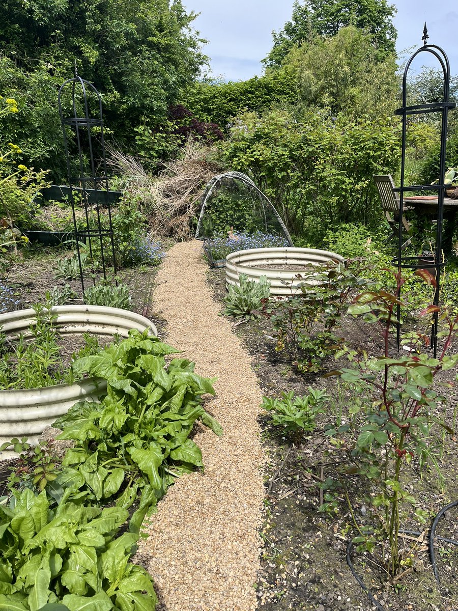 First and priority task of the day completed - the gravel path in the Smell me and Dye Garden has been topped up - its needs tidying but now having a cold drink and wondering whether it’s too early for lunch #GardeningTwitter #gardeningx #BankHoliday