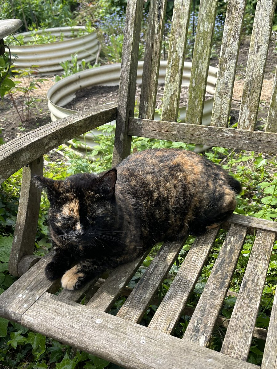 Esme enjoying the sun #CatsofTwittter #catsofX