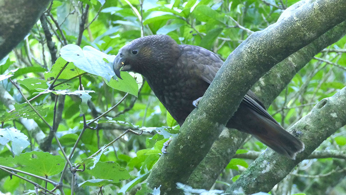 New Zealand Kaka (Nestor meridionalis) .. a big, brown, noisy parrot. It likes to stay in the canopy and its plumage reflects so little light, that I found it hard to get a decent photo of. #BirdingNewZealand #BirdsSeenIn2024 #parrots