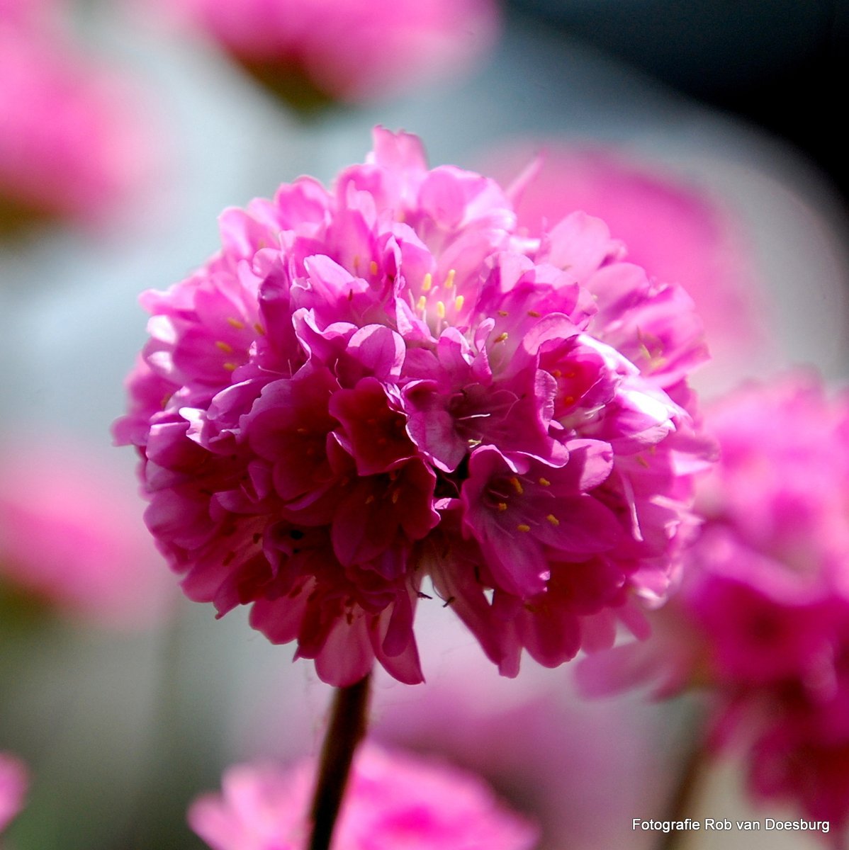 Our balcony today !

#HappyMonday #TwitterArt #Photography #Fotografie