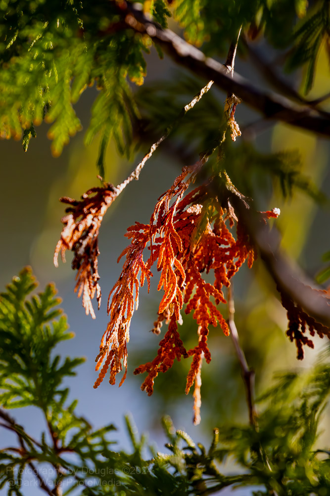 Red cedar - Etobicoke Creek Trail.  Ontario. 

#Nature #NaturalLight #PhotoWalk #PhotoHike #PhotoBike