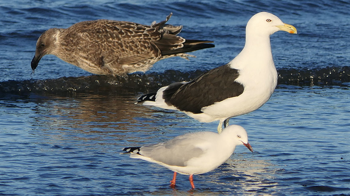 Adult and juvenile Kelp Gull and a Red-billed Gull enjoying the morning sun at Petone Beach. #BirdingNewZealand #gulls #seegulls