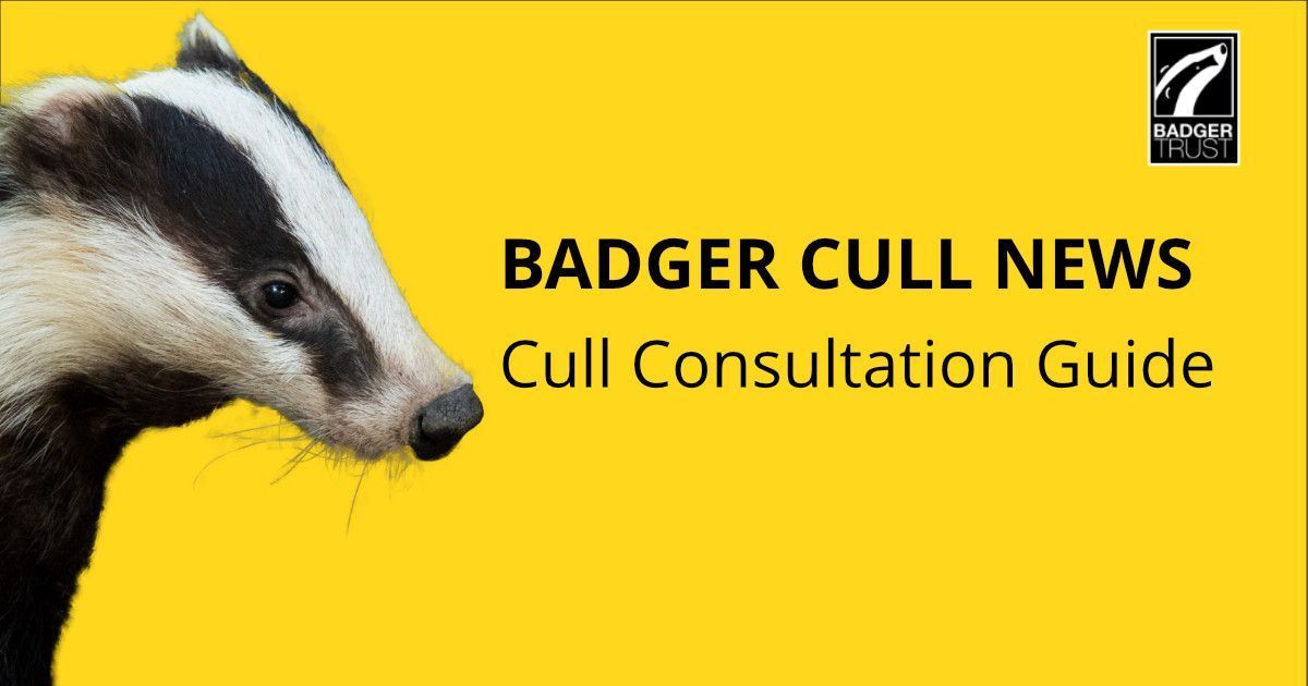 📣 Have your say on the government's targeted badger control consultation Need help? We explain what the consultation is about, the impact of these new proposals, and how you can respond > buff.ly/4b05Qto ⏰ Deadline Mon, 13 May at 23:59 #EndTheCull #BadgerMonday