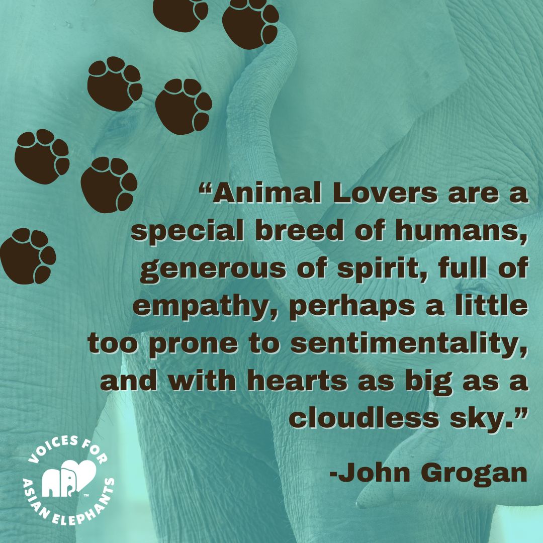 Calling all animal lovers! 🥰 Let's wear our hearts on our sleeves and spread love for our furry, feathery, and scaly friends. 💖✨ Tag a fellow animal lover and let’s make today a day filled with boundless love and empathy! 🌈🙏🐘🐅🐍🐢🦋 #share