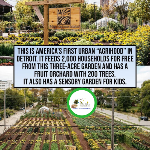 How amazing is this!! 😍🤯

Do you know of any other city or country practicing 'Agrihood'? Do share your stories or feedback 🤗

#thesolfoundation #Thoughtoftheday #amazingfacts #facts #agrihood #detroit #communitygardens #gardening #plantingtrees #solinitiative #zerohunger