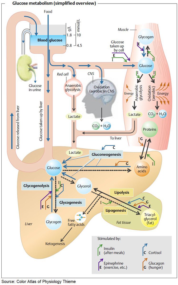 Glucose Metabolism simplified @ManualOMedicine #MedEd #MedX #glucosemetabolism