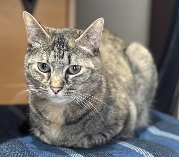 We hope you have a marvelous #kittyloafmonday Remember to laugh & smile #catsofX #catsoftwitter #TabbyTroop #MondayVibes #MyFavoriteSpotForBaking