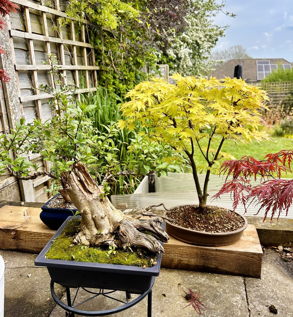 More homegrown bonsai #bonsai